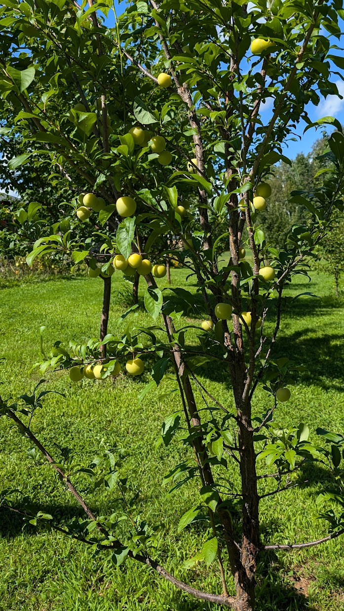 Fruits frais